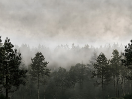 Sylvan Mist Monochrome Scene Wall Mural