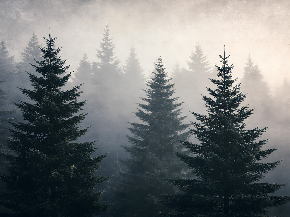 Winter Woodland Mist Study Wall Mural in your room — zoomed