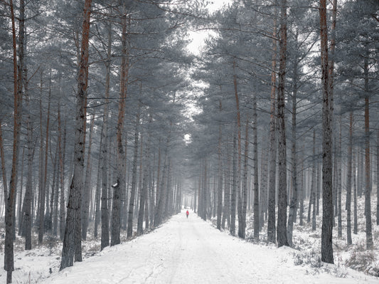 Misty Snowy Path Through the Pines Wall Mural