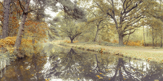 Reflective Woodland River Path Wall Mural