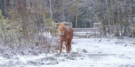 Rustic Winter Woodland Pony Wall Mural