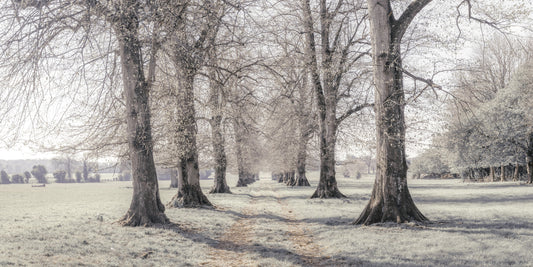Rustic Winter Grove Perspective Wall Mural