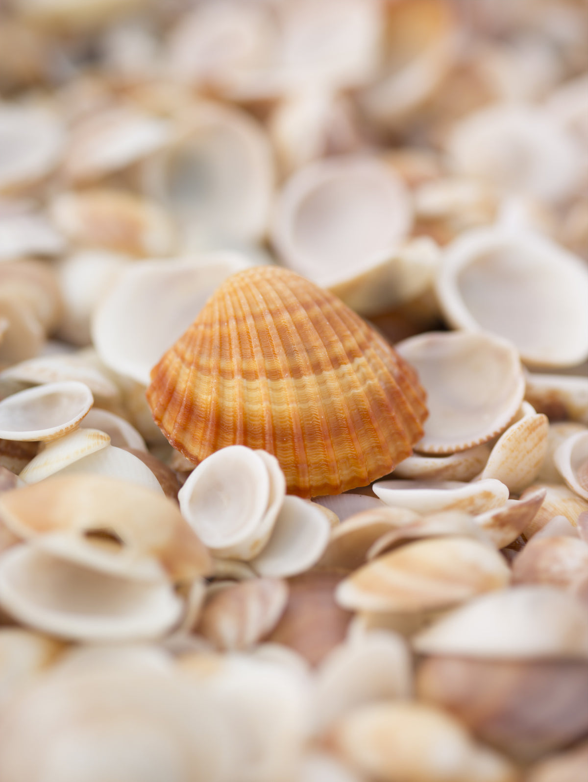 Amber Seashell Texture Pattern Wall Mural