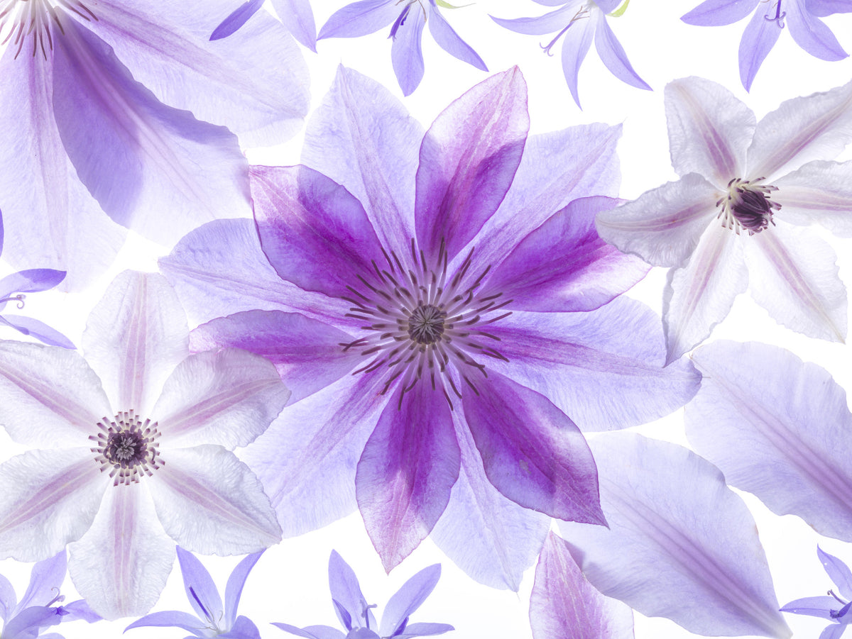Lilac Petals Botanical Composition Wall Mural