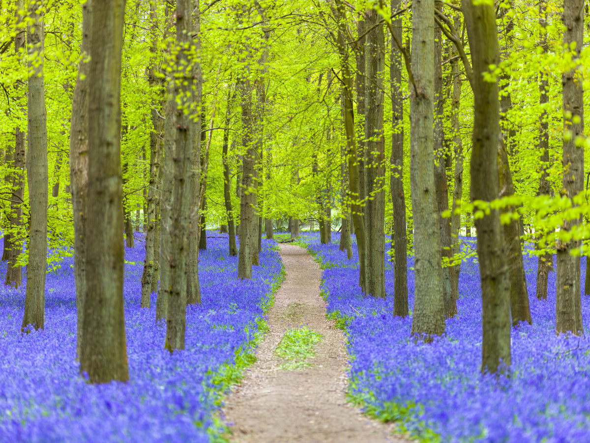 Verdant Spring Woodland Walkway Wall Mural