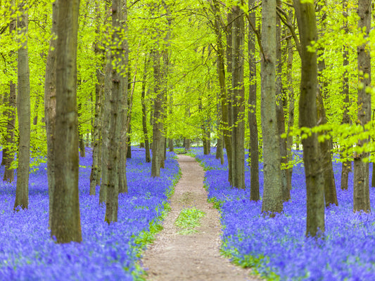 Verdant Spring Woodland Walkway Wall Mural