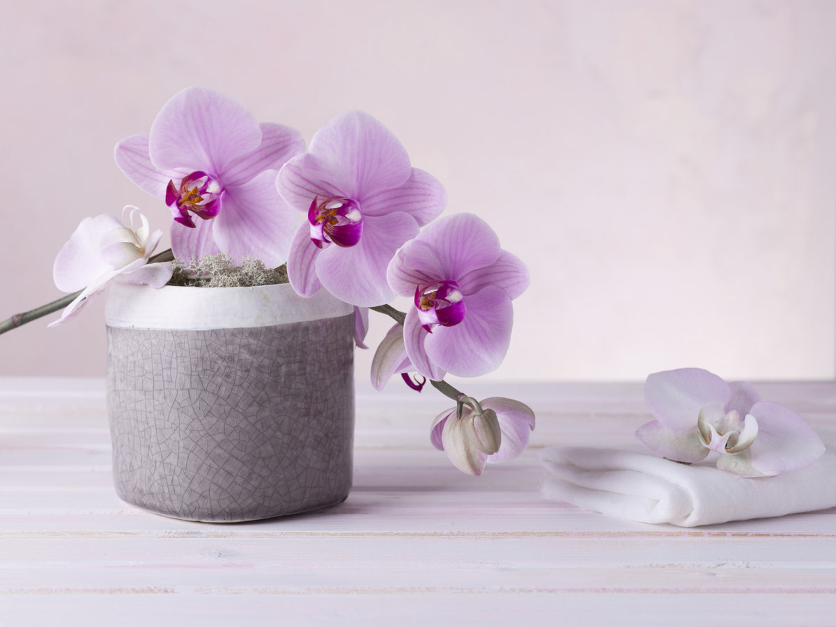 Minimalist Orchid Still Life Wall Mural in your room — zoomed