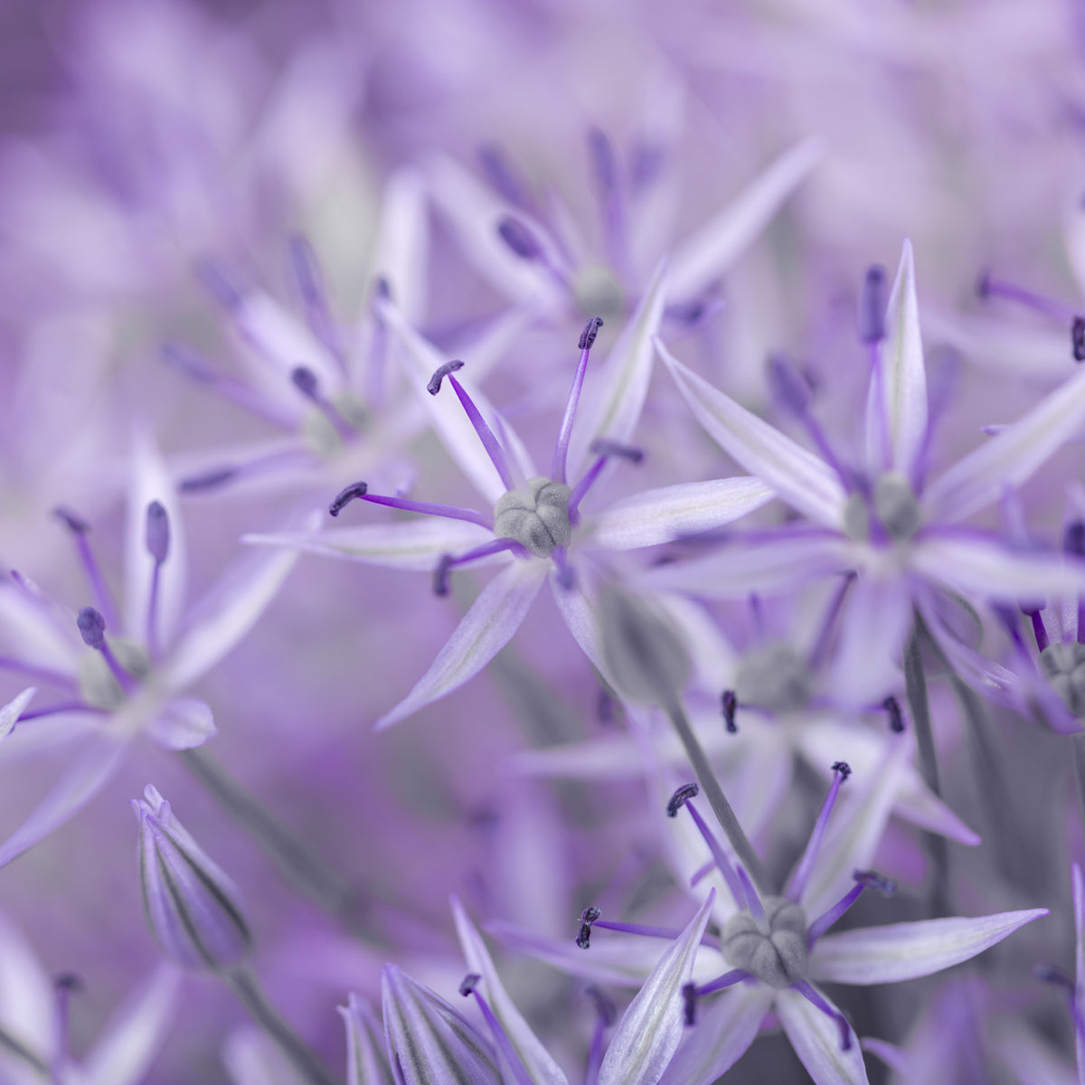 Violet Allium Macro Bloom Wall Mural in your room — zoomed