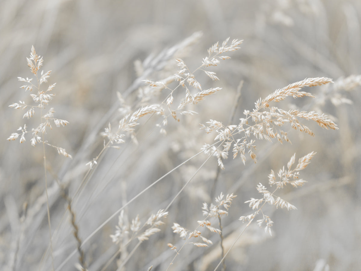 Ethereal Grass Wisps in Muted Tones Wall Mural