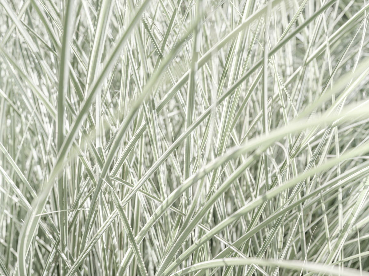 Minimalist Garden Blades Wall Mural in your room — zoomed