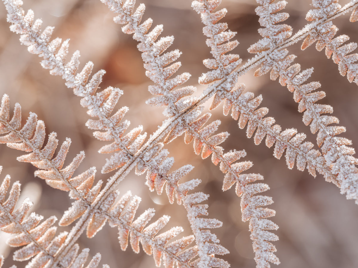 Icy Fern Macro Botanical Texture Wall Mural in your room — zoomed