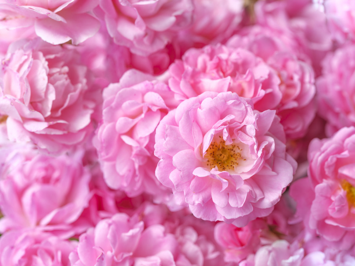 Soft Pink Peony Bloom Field Wall Mural in your room — zoomed