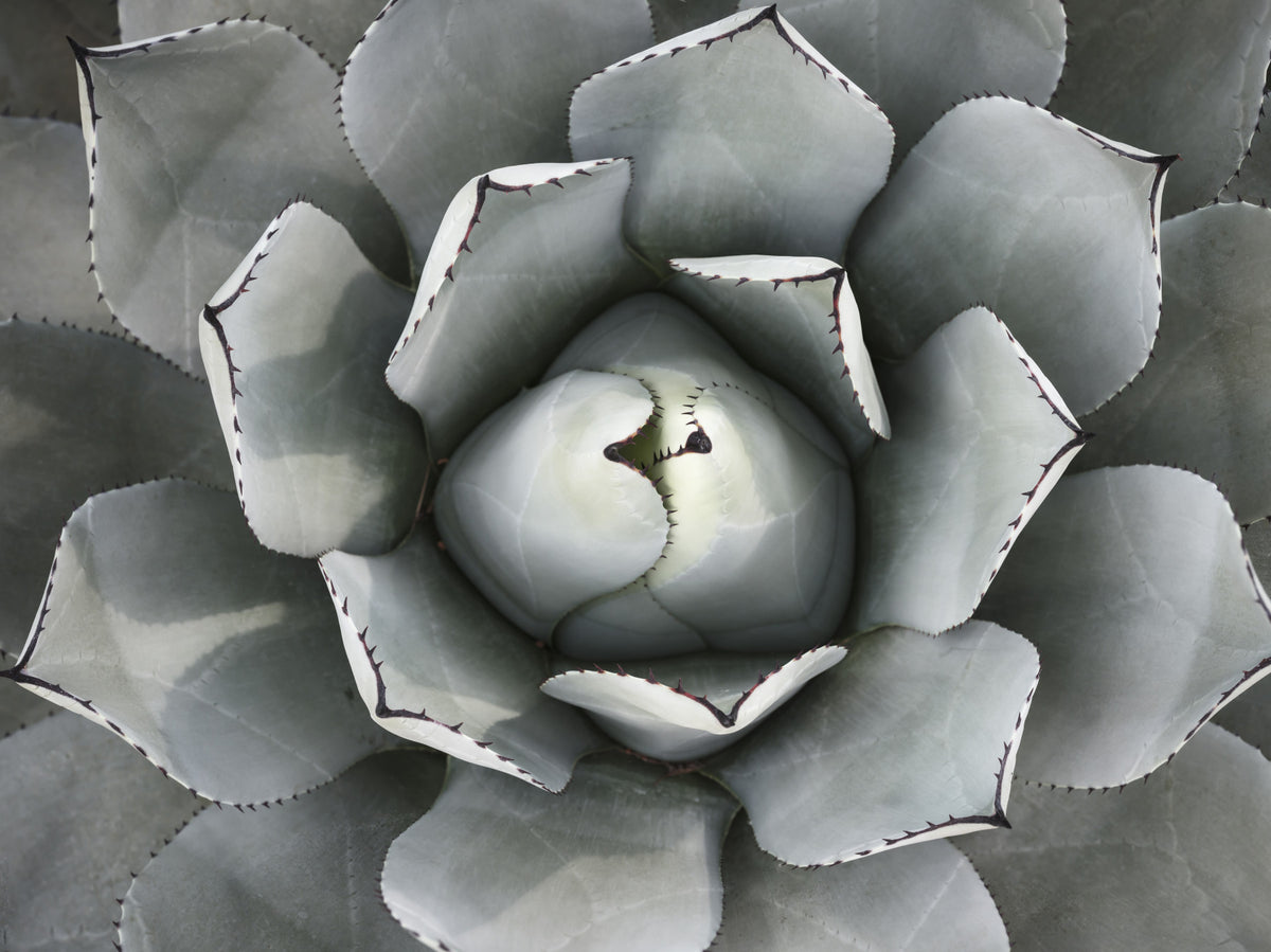 Desert Succulent Symmetry Wall Mural