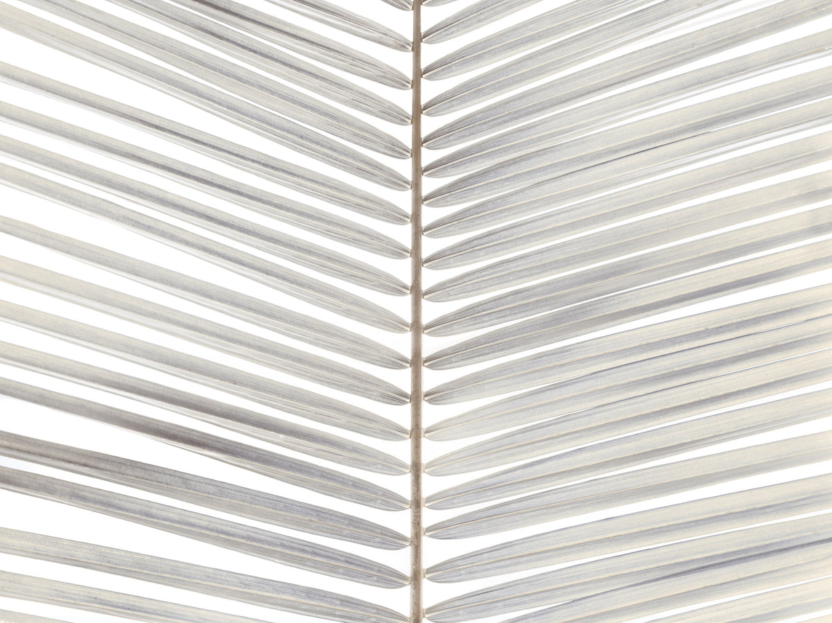 Symmetrical Frond Line Art Wall Mural
