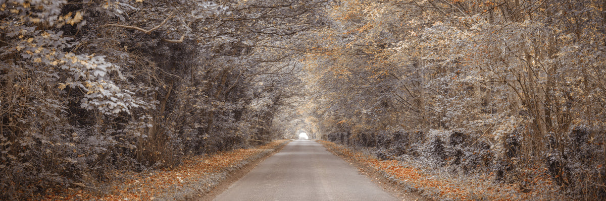 Rustic Country Road View Wall Mural in your room — zoomed