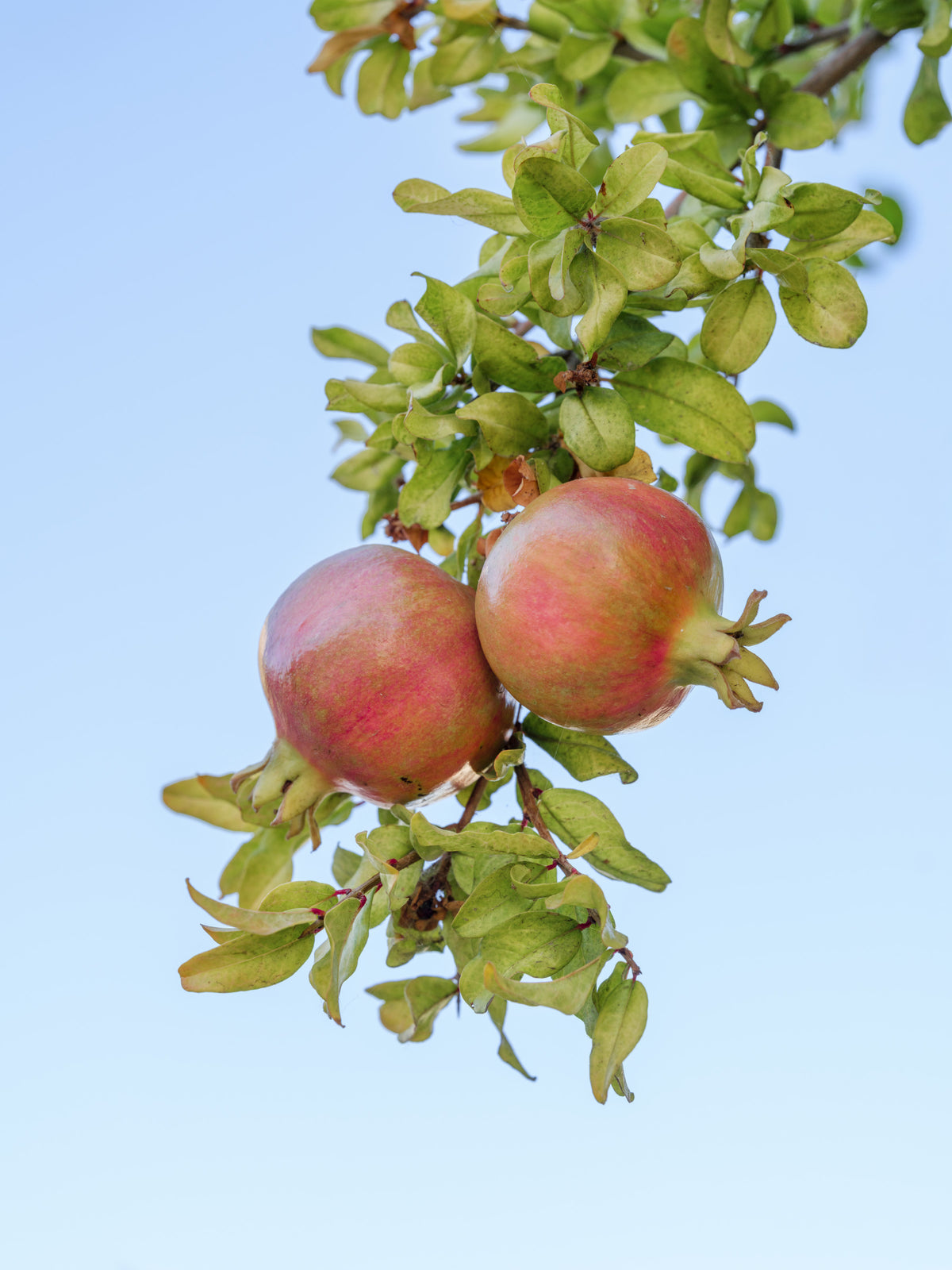 Sun-Ripened Pomegranate Harvest Wall Mural in your room — zoomed