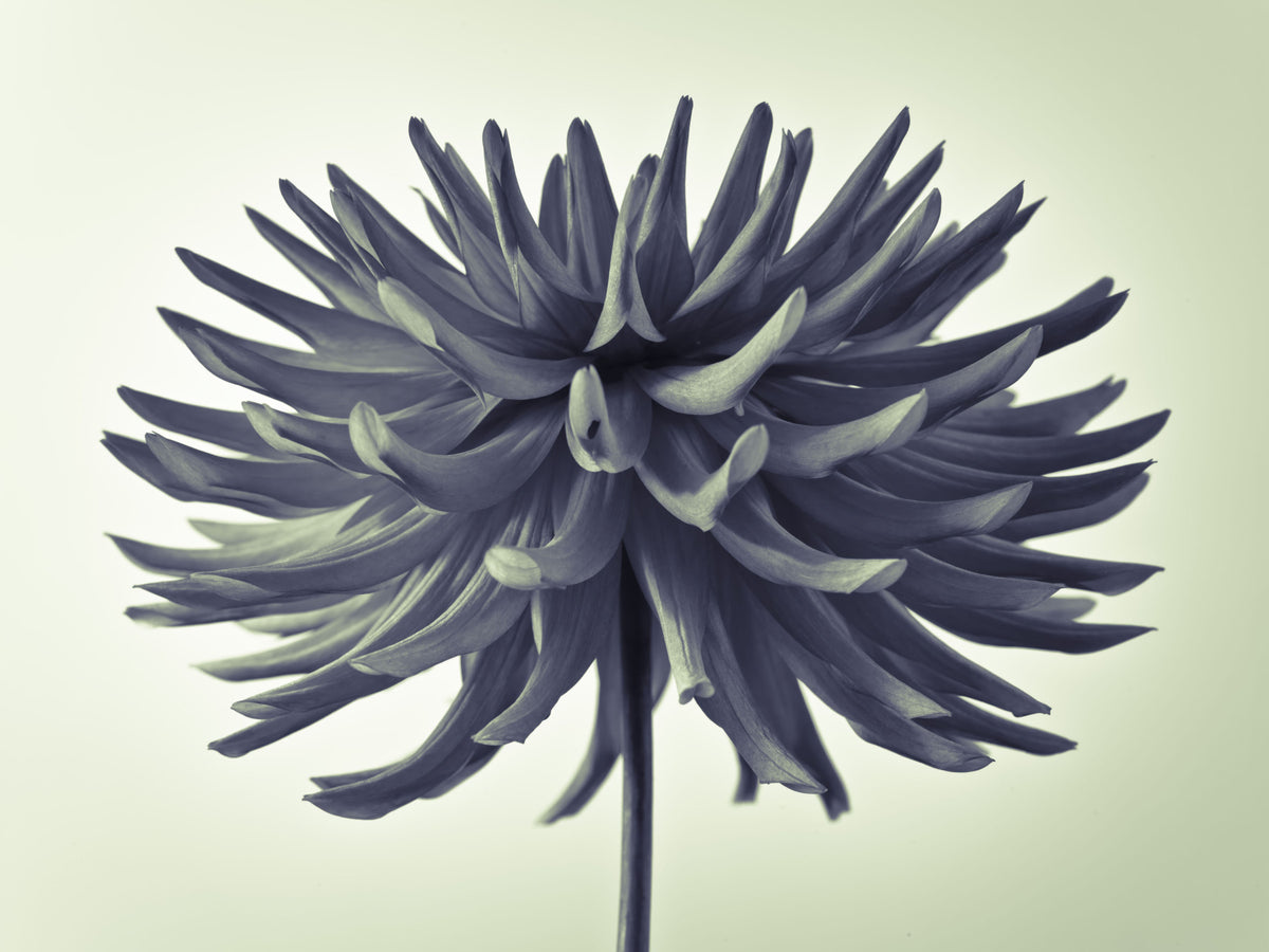 Abstract Dahlia Sculpture Wall Mural in your room — zoomed