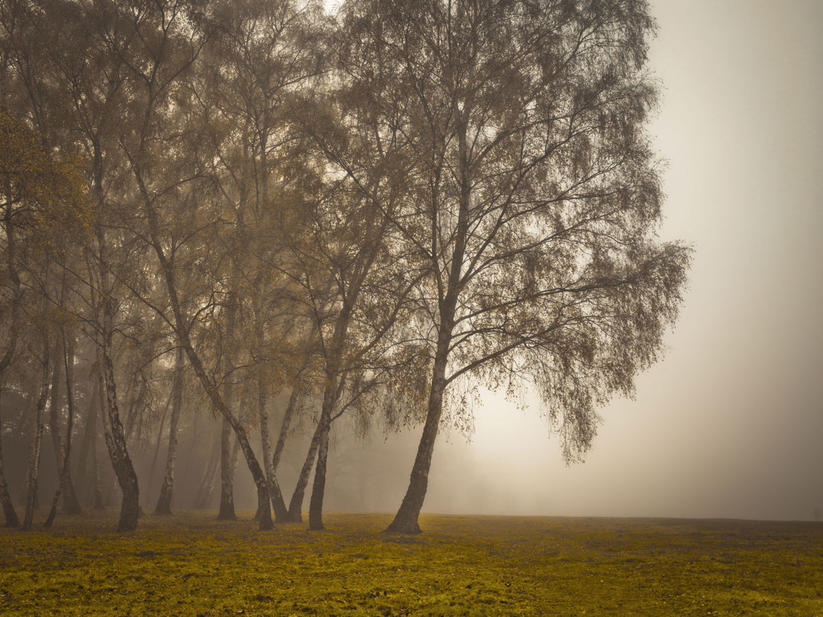 Golden Morning Mist Forest Wall Mural