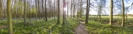 Woodland Morning Sunlight Wall Mural