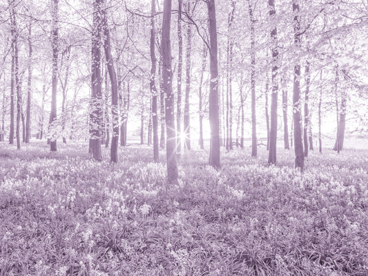 Sunlit Forest Canopy in Pastel Lilac Wall Mural