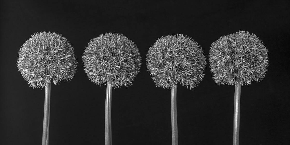 Geometric Allium Floral Pattern Wall Mural