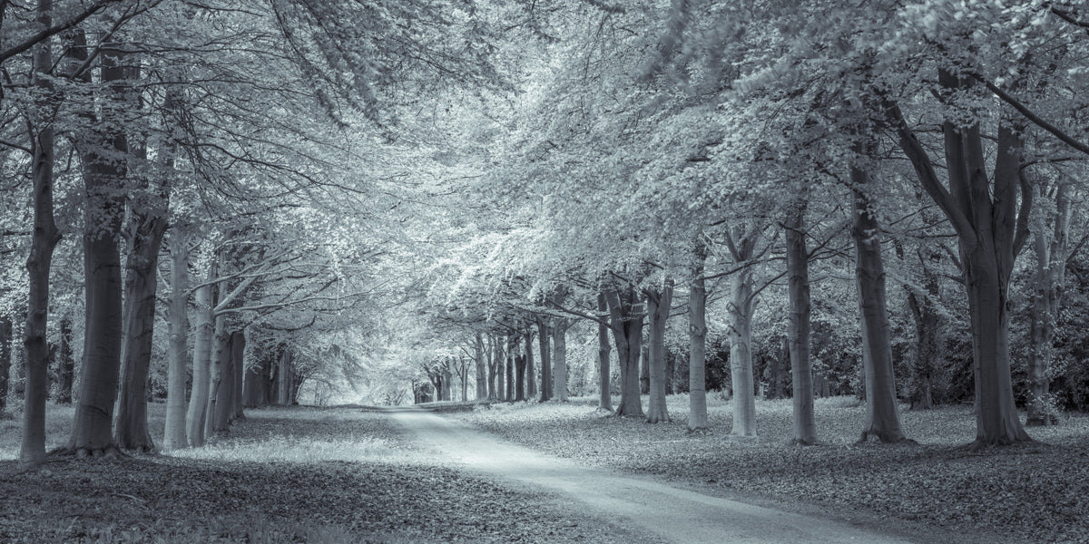 Serene Forest Canopy Path Wall Mural