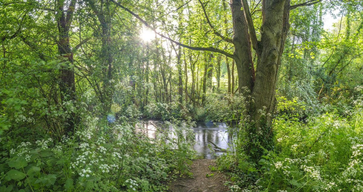 Sun-Dappled Wilderness Woodland View Wall Mural in your room — zoomed