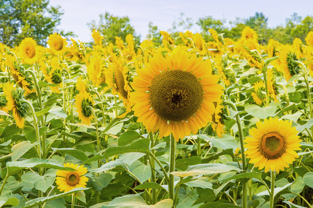 Golden Sunflower Field Meadow Wall Mural