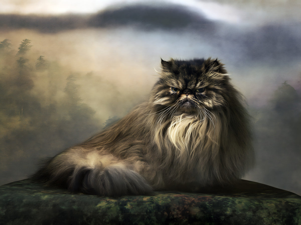 Misty Forest Persian Feline Wall Mural in your room — zoomed
