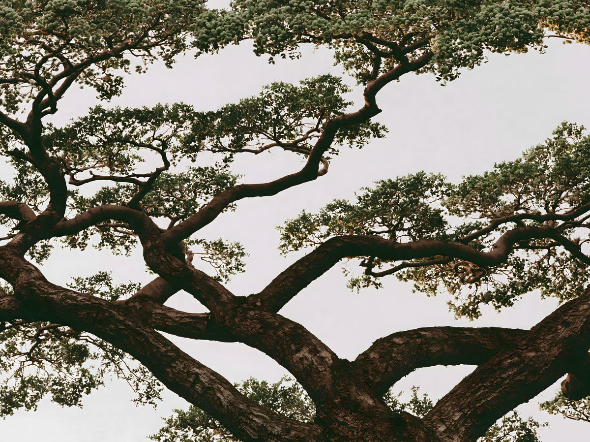 Ancient Canopy Silhouette Wall Mural