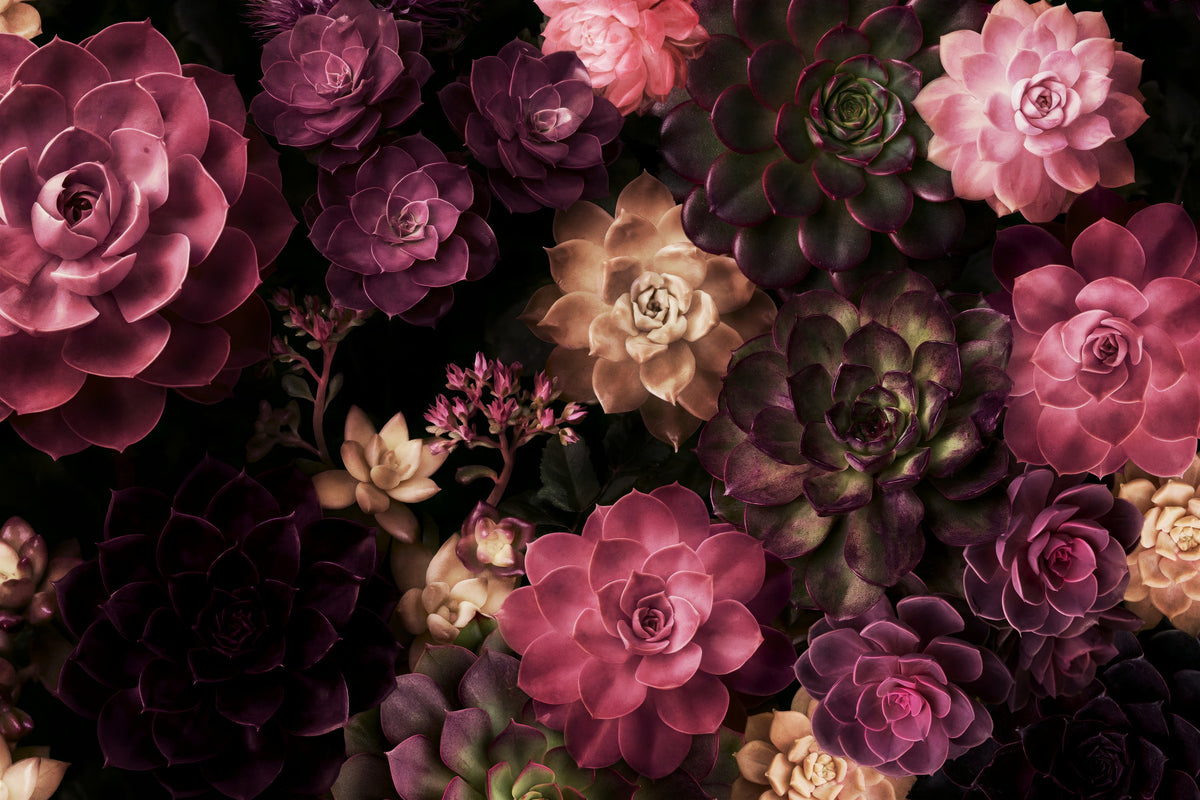 Midnight Succulent Garden Wall Mural in your room — zoomed
