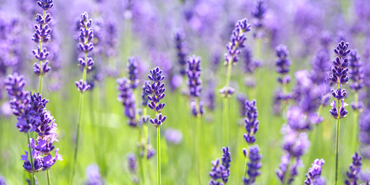Abstract Floral Lavender Harmony Wall Mural in your room — zoomed
