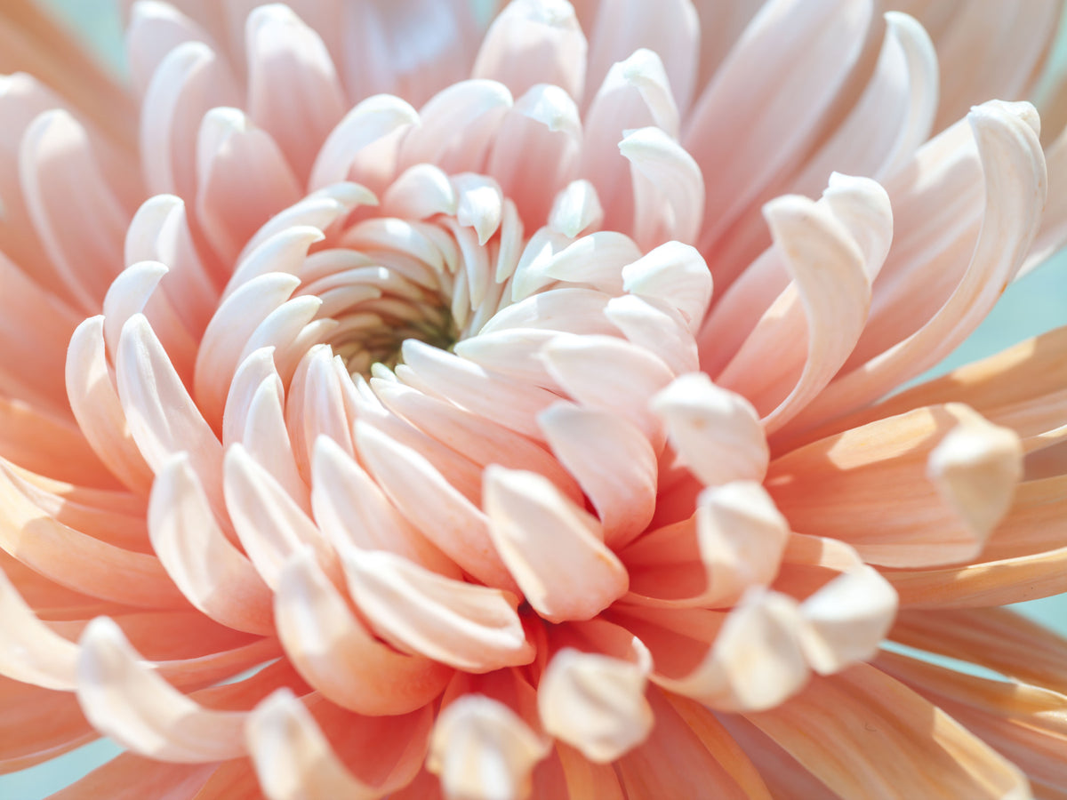 Coral Bloom Macro Detail Wall Mural in your room — zoomed