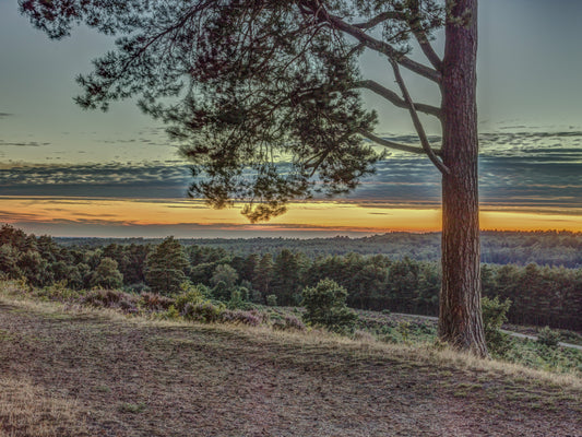Wilderness Dusk Horizon Wall Mural