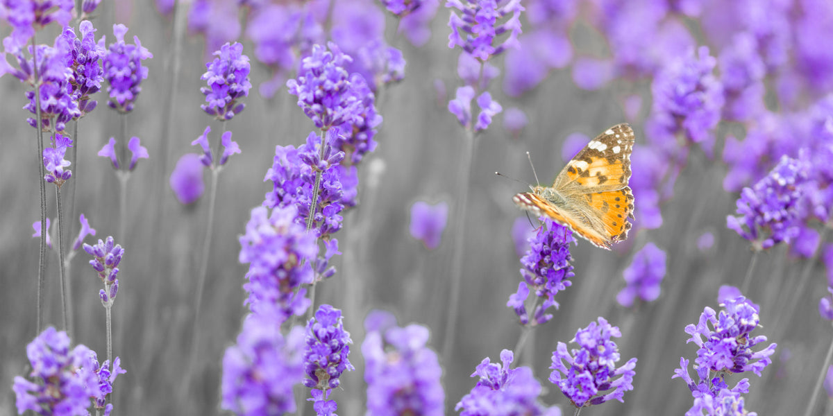 Purple Petals and Butterfly Garden Wall Mural in your room — zoomed