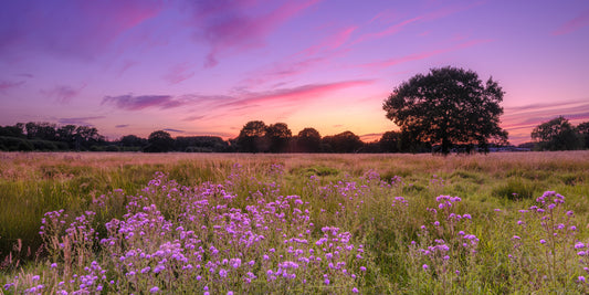 Purple Horizon Meadow Landscape Wall Mural