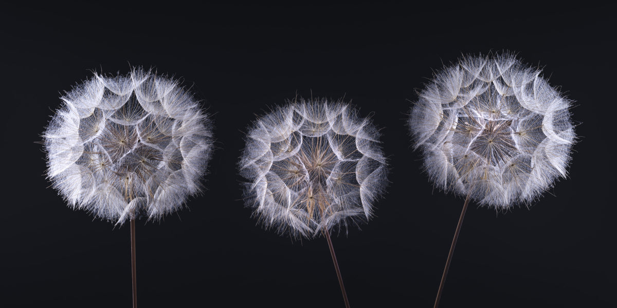 Minimalist Monochrome Seed Heads Wall Mural