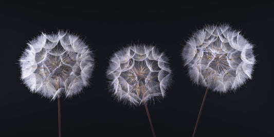 Minimalist Monochrome Seed Heads Wall Mural