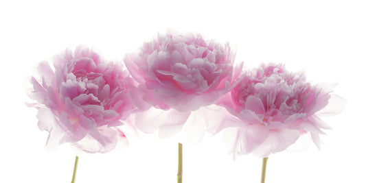 Minimalist Blush Petals Wall Mural