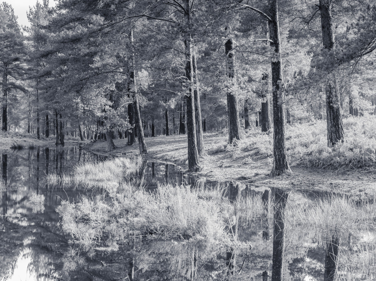 Monochrome Pine Forest Reflection Wall Mural in your room — zoomed
