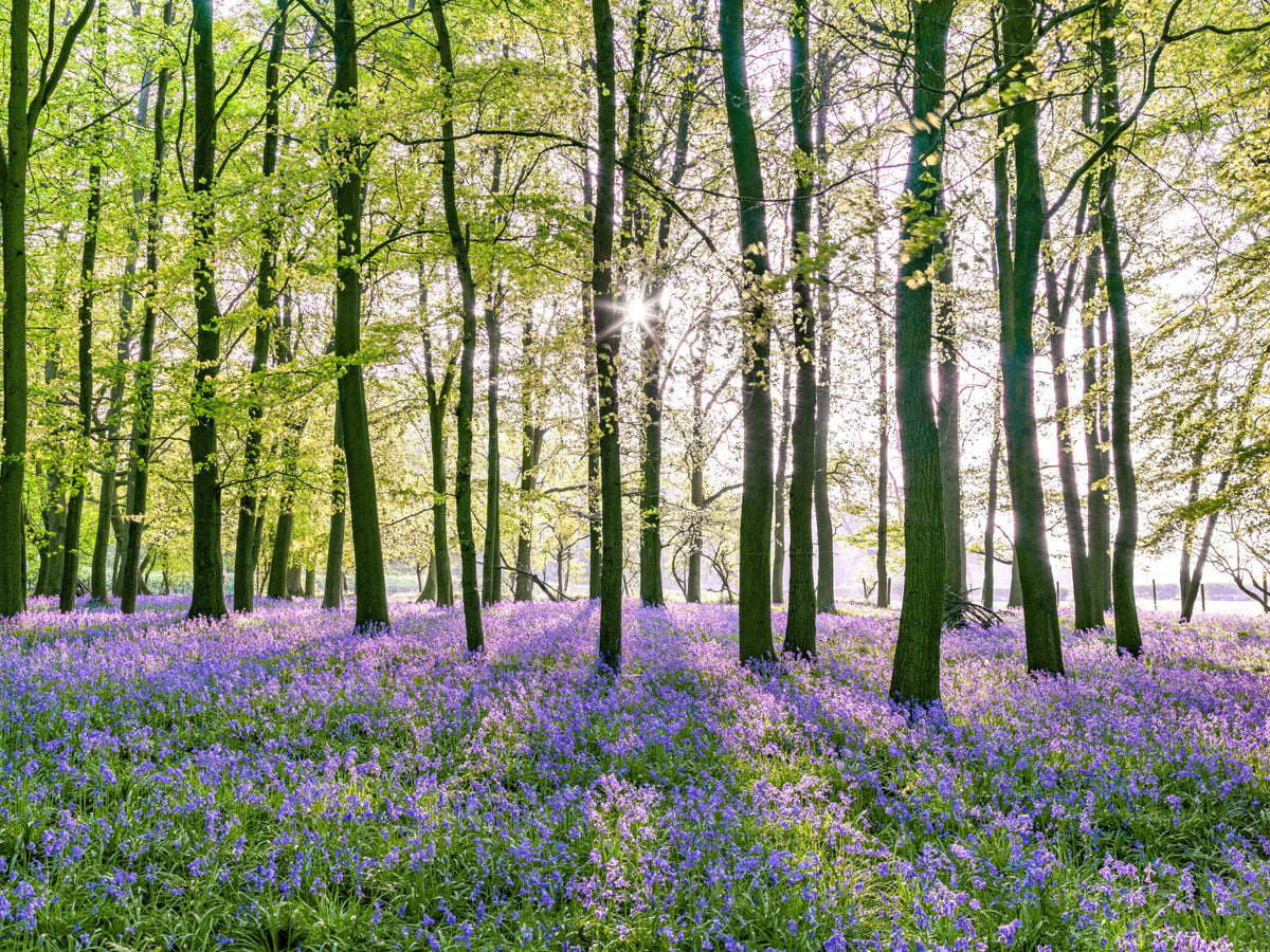 Spring Floral Forest Meadow Wall Mural in your room — zoomed