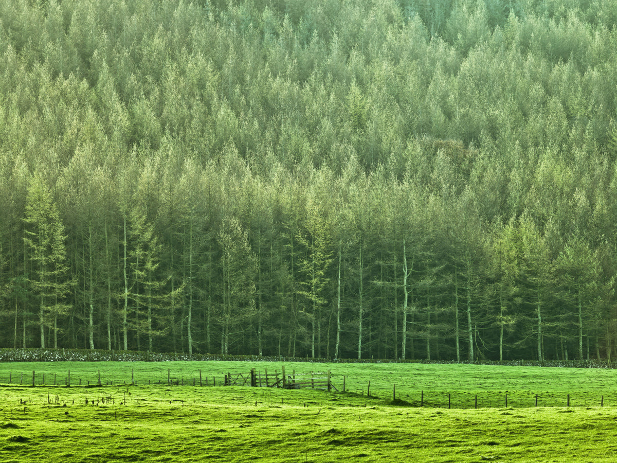 Verdant Woodland Valley Wall Mural in your room — zoomed