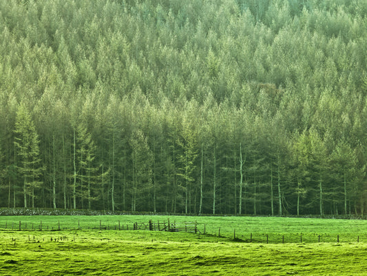 Verdant Woodland Valley Wall Mural
