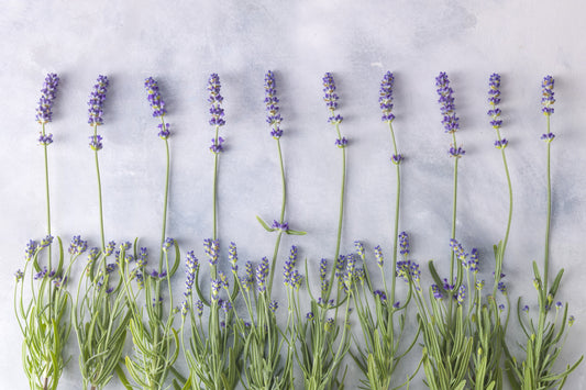 Minimalist Garden Herb Texture Wall Mural