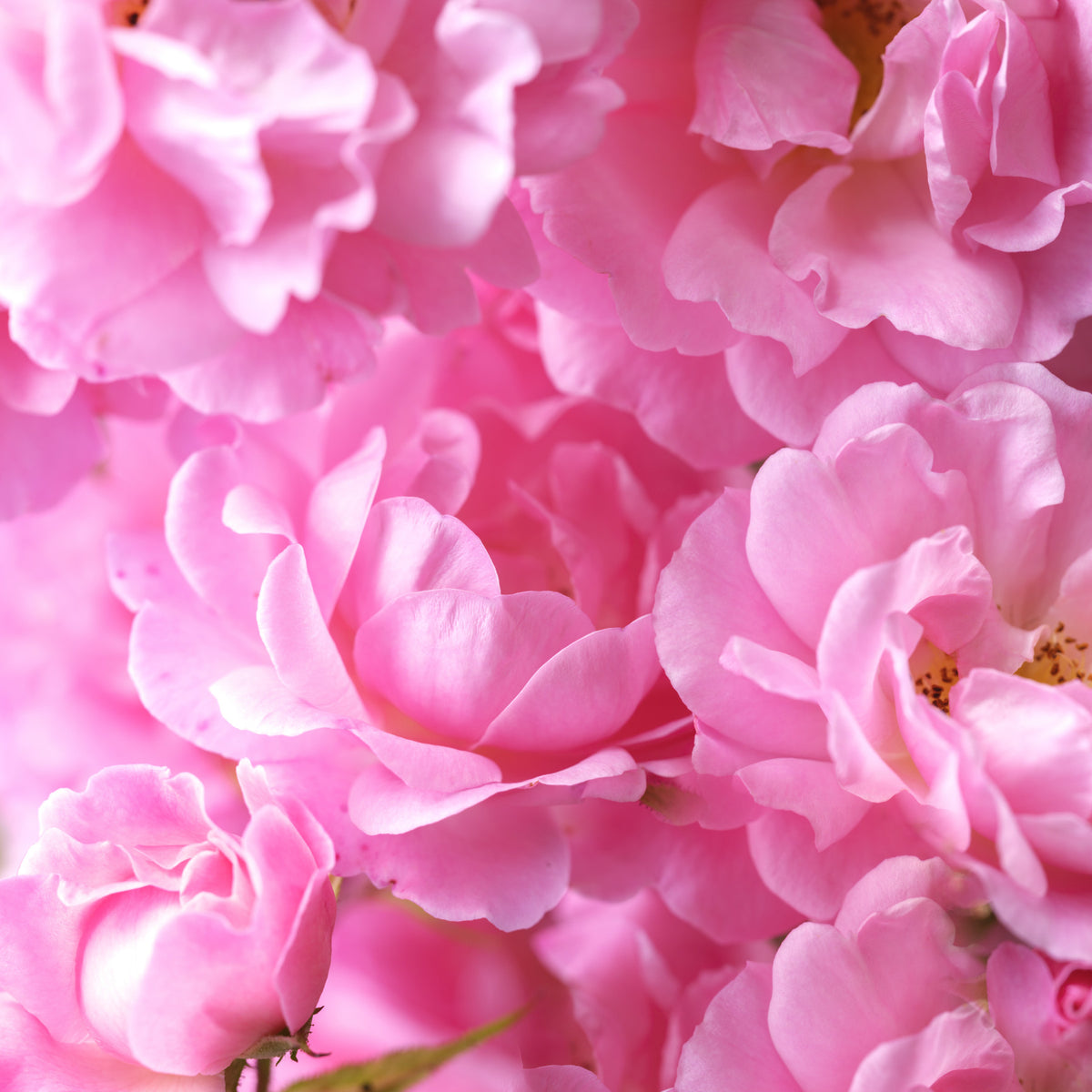 Macro Rose Petal Abstraction Wall Mural in your room — zoomed