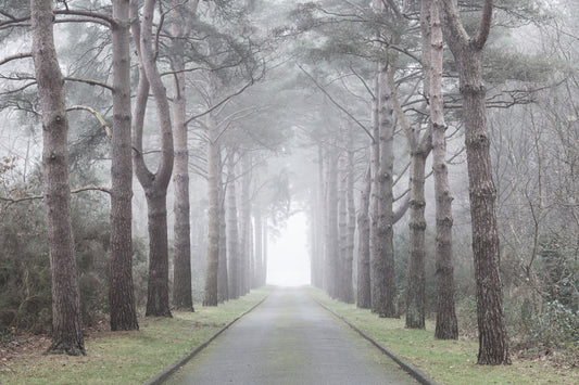 Enchanted Foggy Pine Corridor Wall Mural