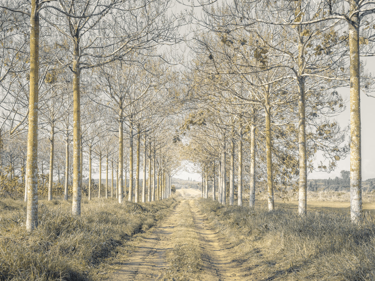 Rustic Forest Corridor Wall Mural in your room — zoomed