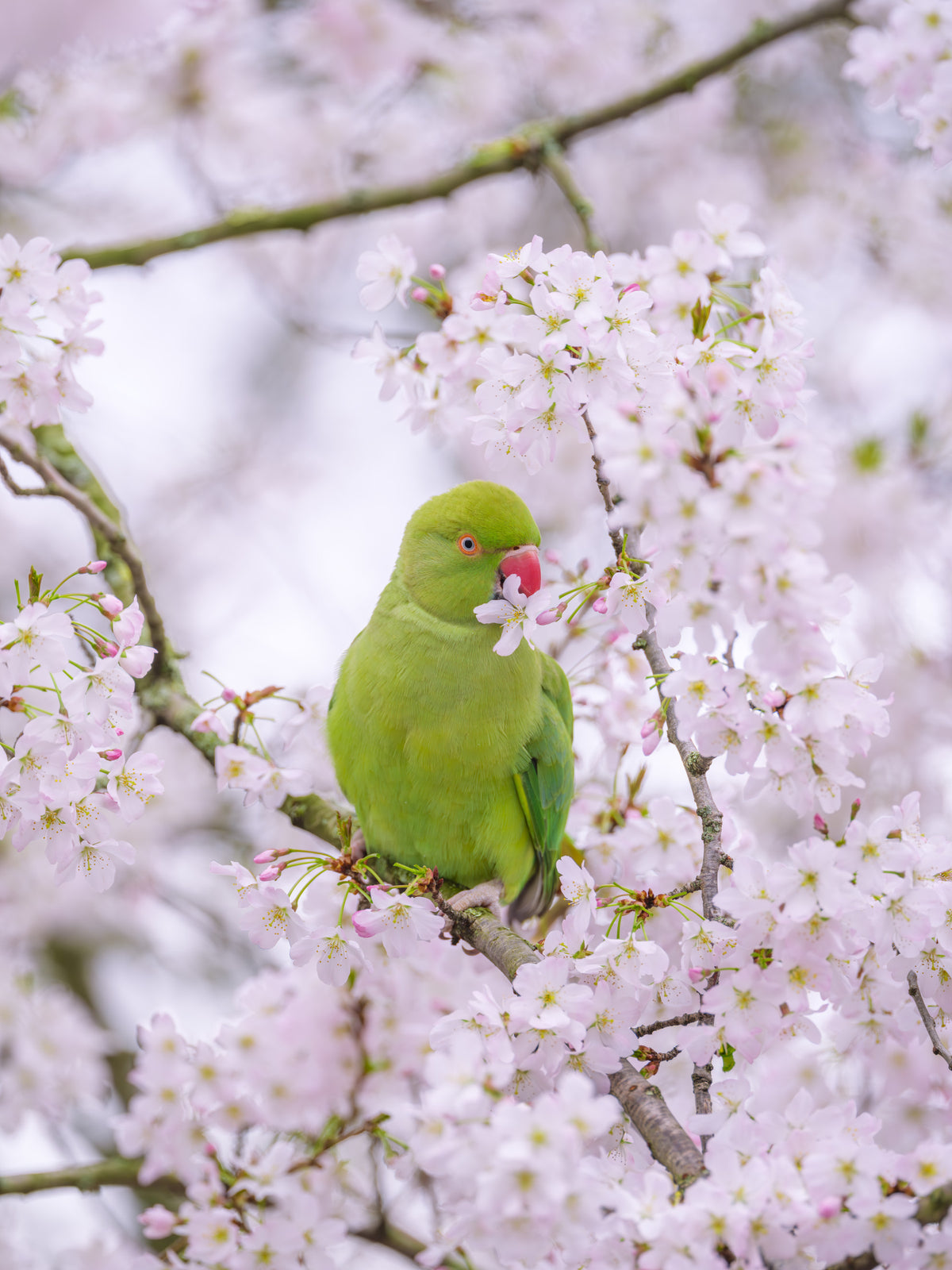 Avian Floral Sanctuary Wall Mural in your room — zoomed
