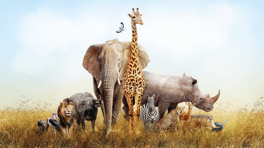 African Animals Safari Kids Room Wallpaper
