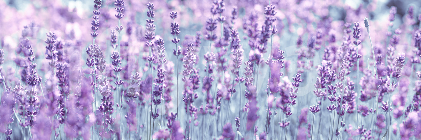 Lavender Dreamscape Wall Mural